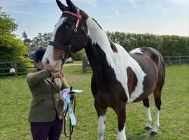 Stunning coloured tb gelding