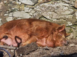 2 Kunekune Pigs