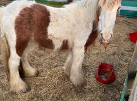 3 year old cob gelding