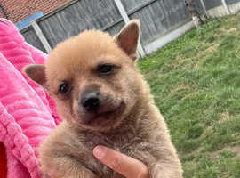 Pomeranian cross Chihuahua puppy