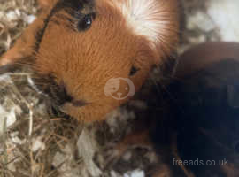 2 Guinea Pigs for Sale + Cage + carry hold