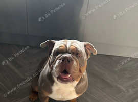 Male tri bulldog
