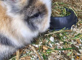 Double mained Lionhead Kits