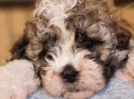 Malshipoo boys