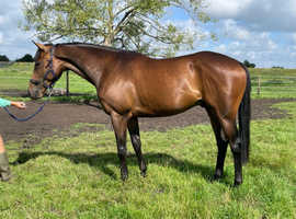 Bay 4 year old gelding