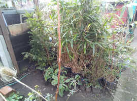 Bamboo bodlier hawthorn tree and varies other plants cheaper than garden centres