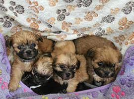 Shichon /Zuchon puppies (Shih tzu x Bichon)
