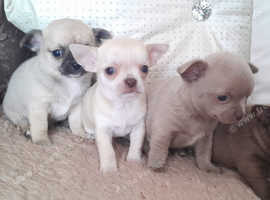 Stunning chihuahua for sale