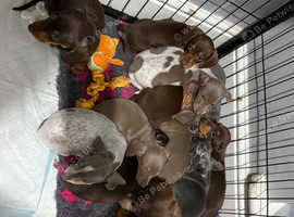 Miniature Dachshund Puppies Ready to Leave