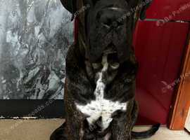 3 year old male brindle