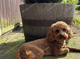 Beautiful Jugapoo puppies for sale
