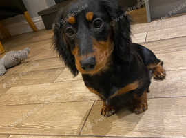 Gorgeous Mini Daxi Pups - Ready - Health Tested Parents in Carmarthen ...