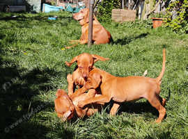 Lovely hungarian puppies
