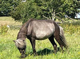 Silver dapple American miniature mare