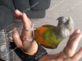 Male senegal parrot