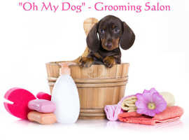 Oh My Dog - Grooming Salon Boutique