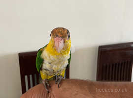 Silly Tame Yellow thighed caique 5 months old