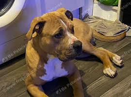 Need to rehome as soon as possible