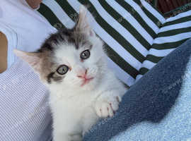 Gorgeous male kitten