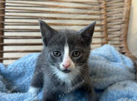 Munchkin Teenagers available