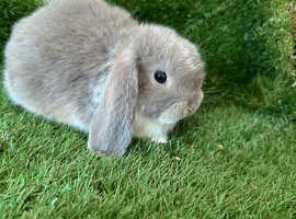 Baby mini lops