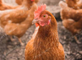 Warren point of lay pullets
