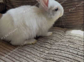 Litter of 5 beautiful mixed breed giant bunnies