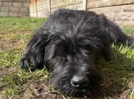 KC Registered Giant Schnauzer puppies for sale