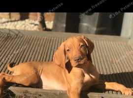 Lovely vizslas ready to go KC Register!!!!!!One girl left !