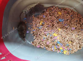 Fancy mice boys and girls