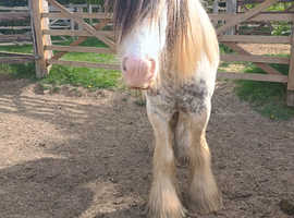 13.2hh cob colt