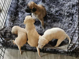 lurcher  cross Bedlington puppies for sale