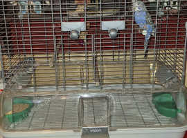 Baby budgie complete with large vision cage and accessories