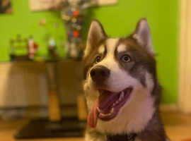 Beautiful 1 year old husky for sale