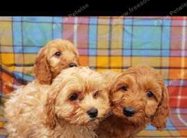 Cavapoo