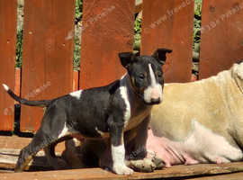 English bull Terriers, last chunky black and white male left