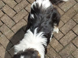 RARE PARTI TRI ROUGH COLLIE