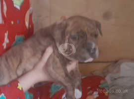 Short legged hot sale staffy for sale