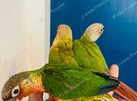 Fully handed conure babies