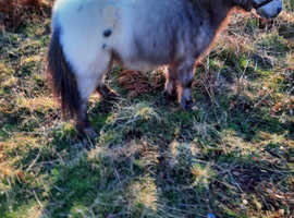 Miniature registered spotted pony for sale