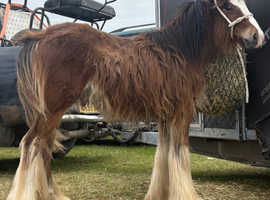 Harry the gorgeous 8 month old colt
