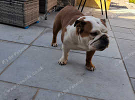 British bull dog bitch 5 years