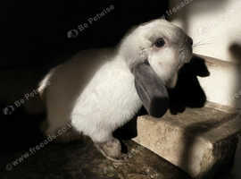 Mini lop