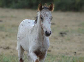 Red leopard Appaloosa colt