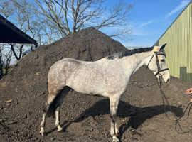 Stunning 14.2hh gelding