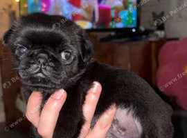 Unique black boy pug puppy with one blue eye