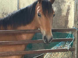 14'1 3 year old New Forest Gelding