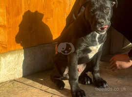 Cane Corso X puppies big boned & Chunky pups