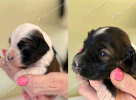 Beautiful litter of Tibetan Terrier Pups