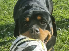 2 year old female rottie looking for her forever home.